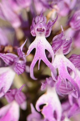 Orchis Italica