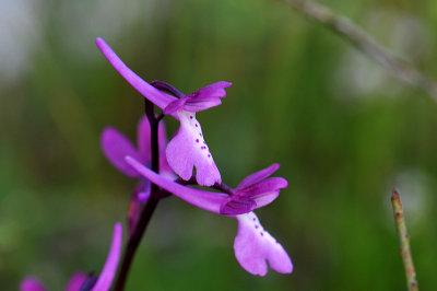 Orchis Anatolica