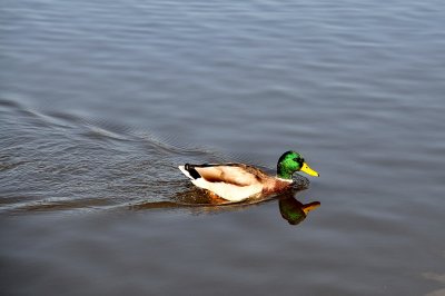 Duck near Charlotenburg Palace