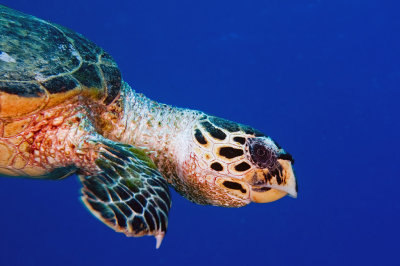 Hawksbil Turtle (Eretmochelys imbricata)