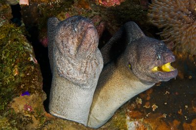 Yellow Mouth Moray Eels