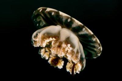 cassiopeia jellyfish