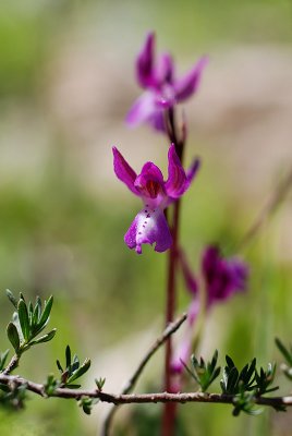 Orchis Anatolica