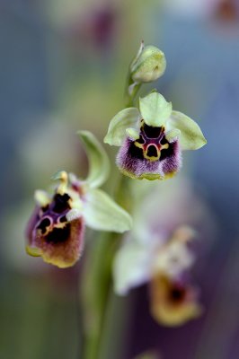 Ophrys Bornmuelleri