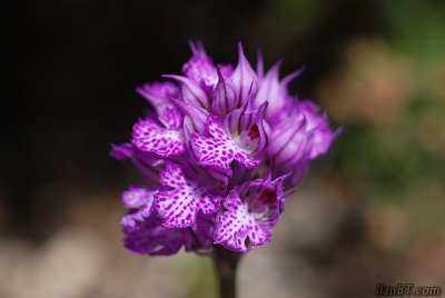Orchis Tridentata