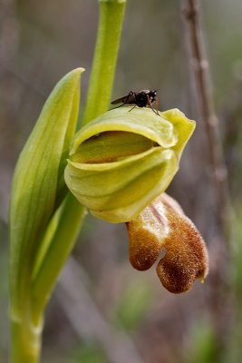 Ophrys israelitica