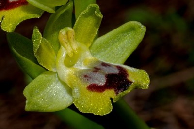 Ophrys Lutea