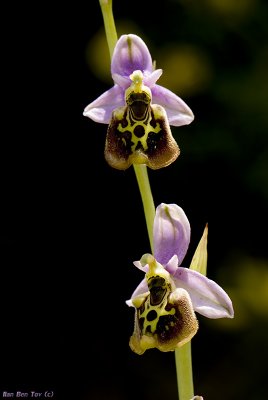 Ophrys Holosericea