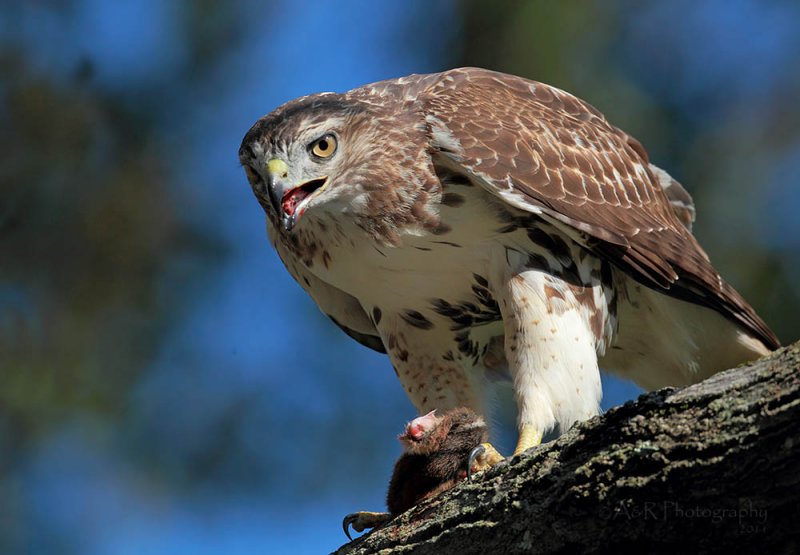 Red Tail Hawk with a chipmunk pb.jpg