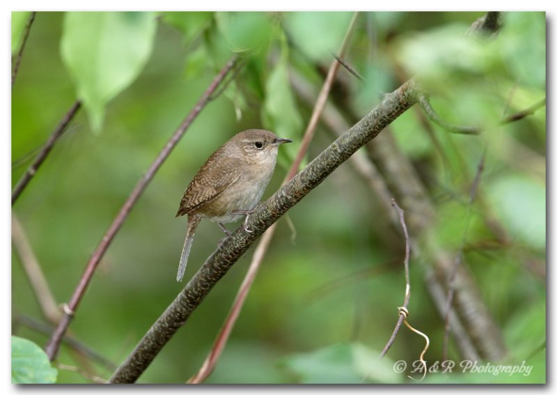 house wren pc.jpg