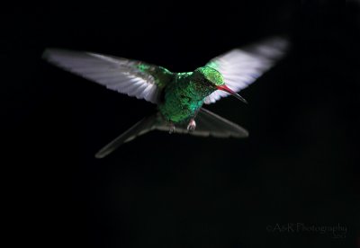 Broad-Billed Hummingbird pb.jpg