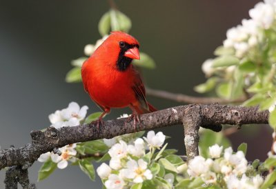 Northern Cardinal in spring blossoms pb.jpg