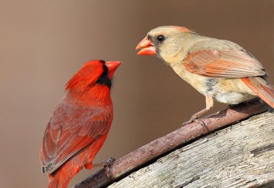 Northern Cardinals pb.jpg