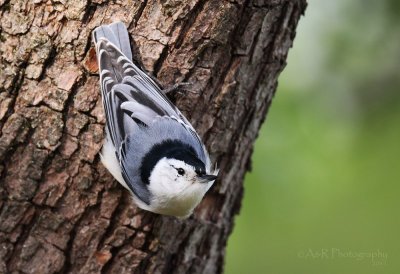 White-breasted Nuthatch pb.jpg