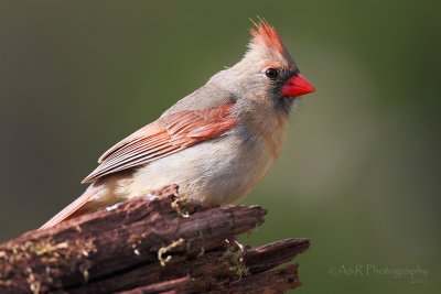 Female Northern Cardinal pb.jpg
