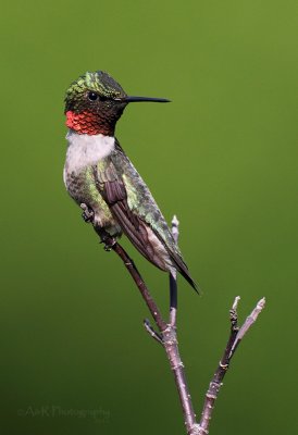 Ruby-Throated Hummingbird pb.jpg