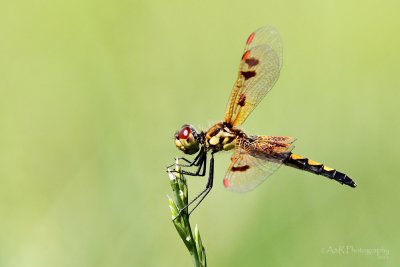 Dragonfly 3 pb.jpg