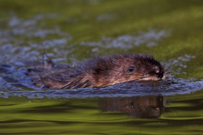 Muskrat with the 800mm + 1.4x ver III pb.jpg