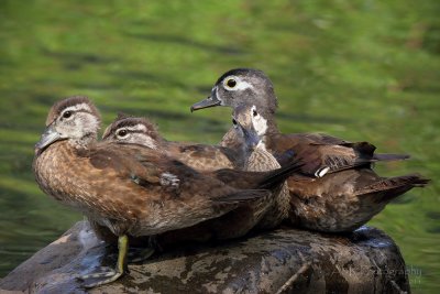 Wood Duck family pb.jpg