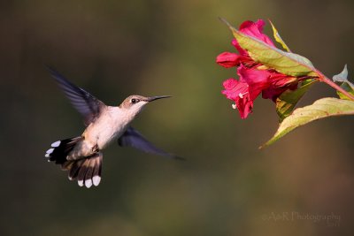 Ruby-throated hummingbird 3 pb.jpg