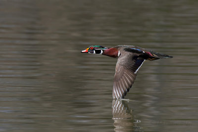 Wood duck pb.jpg