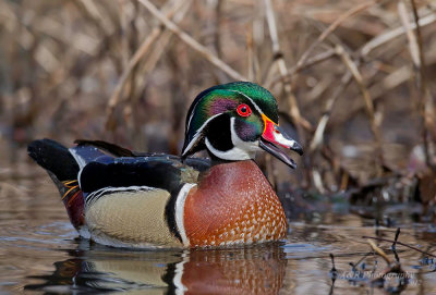 Wood duck 2 pb.jpg