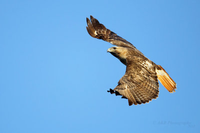 Red-Tail Hawk pb.jpg