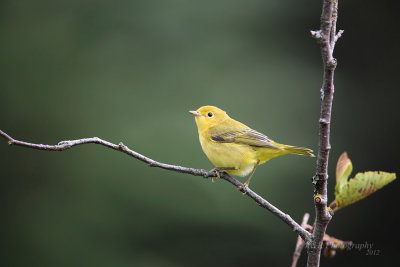 Yellow Warbler pb.jpg