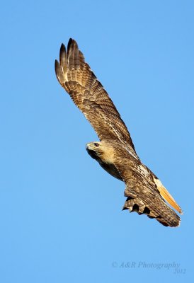 Red-Tail Hawk 2 pb.jpg