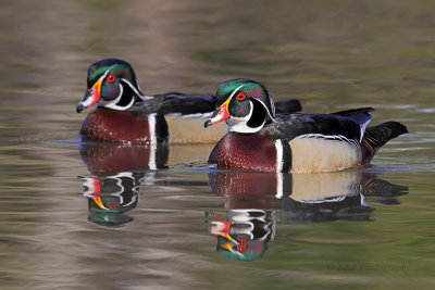 Male Wood Ducks pb.jpg