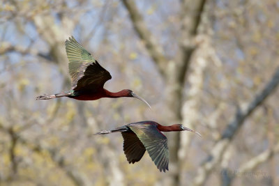 White-faced Ibis pb.jpg