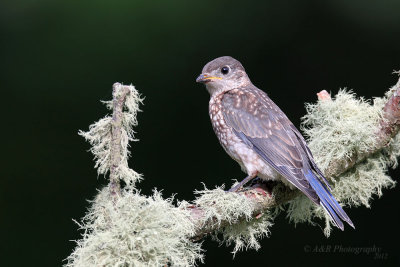 Eastern Bluebird Fledgling 2 pb.jpg