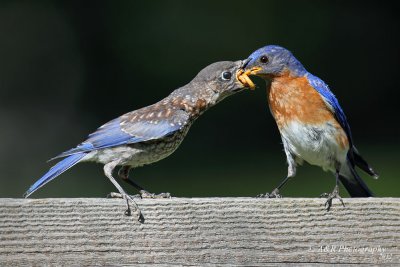 A Mouthful pb.jpg