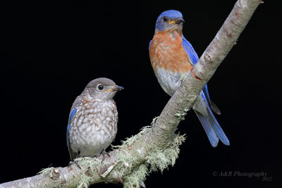 Eastern Bluebirds pb.jpg