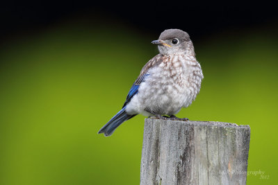 Eastern Bluebird Fledgling pb.jpg