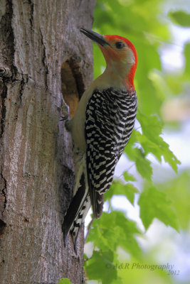 Red-Bellied Woodpecker pb.jpg