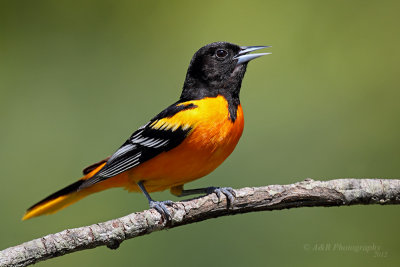 Baltimore Oriole.jpg