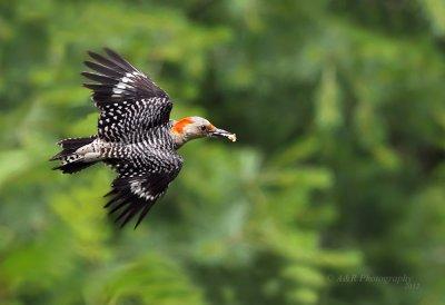 Red-Bellied Woodpecker pb.jpg