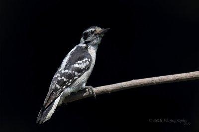 Downy woodpecker pb.jpg