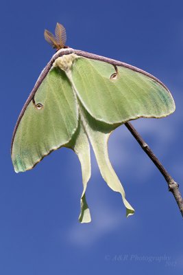 Luna Moth pb.jpg