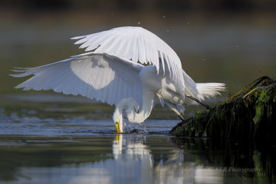 Great Egret pb.jpg