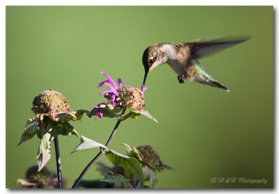 Hummingbird dic pc.jpg