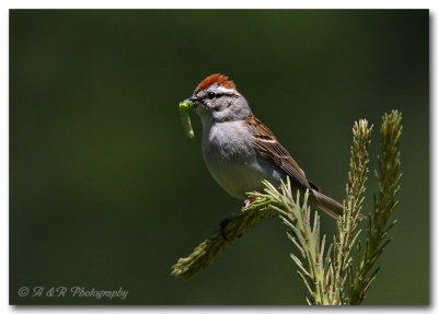 chipping sparrow 4 pc.jpg