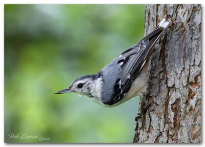 nuthatch pc.jpg