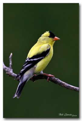 goldfinch pc.jpg