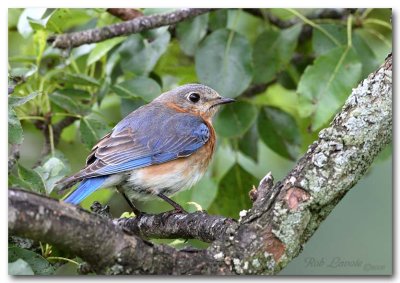 female bluebird pc.jpg