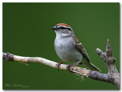 chipping sparrow pc.jpg
