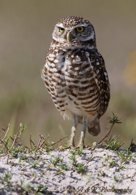Burrowing owl 8 pc.jpg