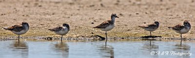 Sanderlings.jpg