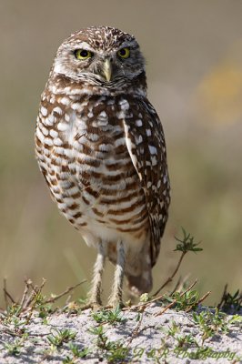 Burrowing Owl pc.jpg
